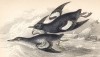 Чёрная кайра (Uria grylla (лат.)) (лист 14 тома XXVII "Библиотеки натуралиста" Вильяма Жардина, изданного в Эдинбурге в 1843 году)