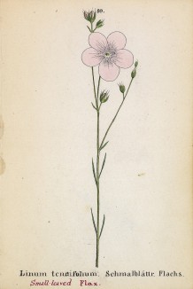 Лён тонколистный (Linum tenuifolium (лат.)) (лист 99 известной работы Йозефа Карла Вебера "Растения Альп", изданной в Мюнхене в 1872 году)