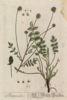 Бедренец (Pimpinella (лат.)) -- род растений из семейства зонтичные. Свежевыжатый сок применяют для выведения пятен на лице (лист 413 "Гербария" Элизабет Блеквелл, изданного в Нюрнберге в 1760 году)
