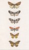 Некоторые бабочки родов Lophopteryx, Notodonta, Hepialus и Phlatypteryx (лат.) (лист 67)