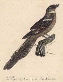Козодой (Caprimulgus climacurus (лат.)) (лист из альбома литографий "Галерея птиц... королевского сада", изданного в Париже в 1822 году)
