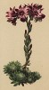 Молодило паутинистое (Sempervivum arachnoideum (лат.)) (из Atlas der Alpenflora. Дрезден. 1897 год. Том III. Лист 211)