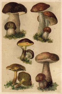 Белый гриб, или боровик (Boletus edulis), желчный гриб, или ложный белый гриб (Boletus felleus), красный гриб, или подосиновик (Boletus rufus), масляник, или маслёнок (Boletus luteus), козляк (Boletus bovinus)