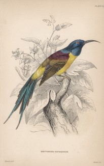 Нектарница непальская (Nectarinia nipalensis (лат.)) (лист 27 тома XVI "Библиотеки натуралиста" Вильяма Жардина, изданного в Эдинбурге в 1843 году)