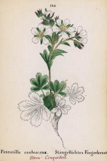 Лапчатка стеблевая (Potentilla caulescens (лат.)) (лист 146 известной работы Йозефа Карла Вебера "Растения Альп", изданной в Мюнхене в 1872 году)
