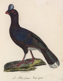 Гокко однорогий (лист из альбома литографий "Галерея птиц... королевского сада", изданного в Париже в 1825 году)