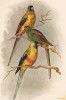 Кровавобрюхий плоскохвостый попугай, а.Psephotus xanthorrhous, b.Psephotus haematogaster. c.Райский плоскохвостый попугай, Psephotus pulcherrimus (лат.). G.J.Broinowski. The Birds of Australia... Т.III, л.XXXVI. Мельбурн, 1887