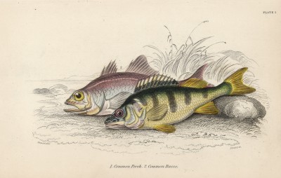 Окунь обыкновенный (Perca Fluviatilis (лат.)) (лист 1 XXXII тома "Библиотеки натуралиста" Вильяма Жардина, изданного в Эдинбурге в 1843 году)