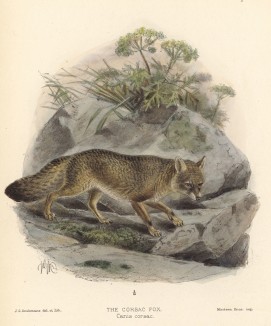Лиса корсак (лист XXVII иллюстраций к известной работе Джорджа Миварта "Семейство волчьих". Лондон. 1890 год)
