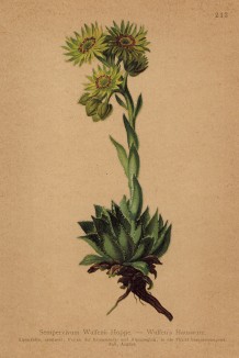 Молодило Вульфена (Sempervivum Wulfenii Hoppe. (лат.)) (Sempervivum wulfenii Hoppe (лат.)) (из Atlas der Alpenflora. Дрезден. 1897 год. Том III. Лист 213)