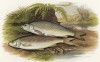 Елец и плотва (иллюстрация к "Пресноводным рыбам Британии" -- одной из красивейших работ 70-х гг. XIX века, выполненных в технике хромолитографии)