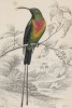 Нектарница красногрудая (Cinnyris pulchella (лат.)) (лист 14 тома XXIII "Библиотеки натуралиста" Вильяма Жардина, изданного в Эдинбурге в 1843 году)