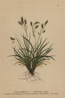 Осока волосовидная (Carex capillaris L. (лат.)) (из Atlas der Alpenflora. Дрезден. 1897 год. Том I. Лист 50)