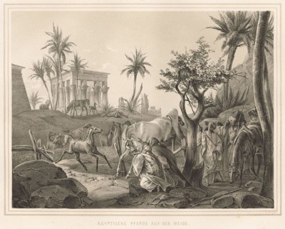 Выпас лошадей в окрестностях Каира (из "Путешествия на Восток..." герцога Максимилиана Баварского. Штутгарт. 1846 год (лист XVI))