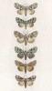 Некоторые бабочки родов Diphthera, Pachetra, Cerigo и Thyatira (лат.)) (лист 71)