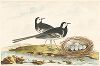 Белая трясогузка со своим супругом и будущими птенцами. Крашенной вручную офорт из работы Томаса Лорда Lord's Entire new System of Ornithology or Oecumenical History of British Birds, Лондон, 1791-1796.