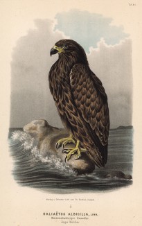 Великолепный орлан-белохвост в 1/4 натуральной величины (лист XLI красивой работы Оскара фон Ризенталя "Хищные птицы Германии...", изданной в Касселе в 1894 году)