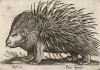 Дикобраз (лист из альбома Nova raccolta de li animali piu curiosi del mondo disegnati et intagliati da Antonio Tempesta... Рим. 1651 год)