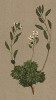 Крупка холодная (Draba frigida (лат.)) (из Atlas der Alpenflora. Дрезден. 1897 год. Том II. Лист 162)