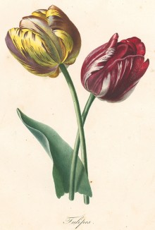 Тюльпаны из Flore pittoresque dediée Aux Dames par A. Chazal... Париж. 1820 год. В 2000 году комплект этих лучших в истории французской книги начала XIX века ботанических иллюстраций был продан на аукционе "Кристи" за 209.462 $