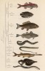 Отряды класса рыб (иллюстрация к работе Ахилла Конта Musée d'histoire naturelle, изданной в Париже в 1854 году)