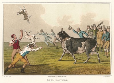 Популярное британское развлечение - травля собаками привязанного быка, часть 2. The National Sports of Great Britain by Henry Alken. Лондон, 1903