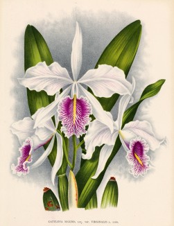 Орхидея CATTLEYA MAXIMA (лат.) (лист DLVIII Lindenia Iconographie des Orchidées - обширнейшей в истории иконографии орхидей. Брюссель, 1897)