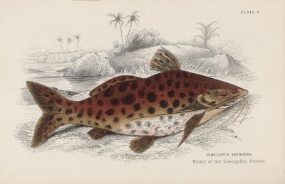 Пимелодус тигровый (Pimelodus arekaima (лат.)) (лист 5 XXXIX тома "Библиотеки натуралиста" Вильяма Жардина, изданного в Эдинбурге в 1860 году)