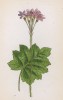 Кортуза Маттиоли (Cortusa Matthioli (лат.)) (лист 359 известной работы Йозефа Карла Вебера "Растения Альп", изданной в Мюнхене в 1872 году)
