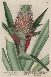 Ананас цветущий (Ananasa (лат.)) (лист 568 "Гербария" Элизабет Блеквелл, изданного в Нюрнберге в 1760 году)