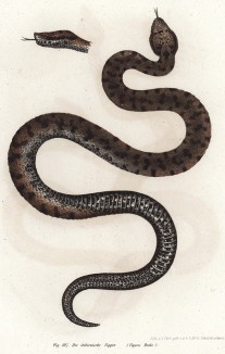 Итальянская гадюка (Vipera Redii (лат.)) (из Naturgeschichte der Amphibien in ihren Sämmtlichen hauptformen. Вена. 1864 год)
