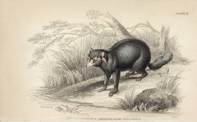 Енот--крабоед (procyon cancrivorus (лат.)) (лист 19 тома I "Библиотеки натуралиста" Вильяма Жардина, изданного в Эдинбурге в 1842 году)