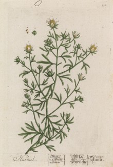 Гармала, или сирийская рута, или могильник (Peganum harmala (лат.)) (лист 310 "Гербария" Элизабет Блеквелл, изданного в Нюрнберге в 1757 году)