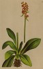 Камнеломка ястребинколистная (Saxifraga hieracifolia (лат.)) (из Atlas der Alpenflora. Дрезден. 1897 год. Том II. Лист 189)