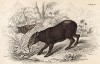 Горный андский тапир. Tapir of the Andes (англ.). Вильям Жардин, "Библиотека натуралиста". Эдинбург, 1840