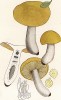 Сыроежка золотисто-желтая, Russula lutea Huds. (лат.). Дж.Бресадола, Funghi mangerecci e velenosi, т.II, л.130. Тренто, 1933
