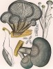 Вёшенка голубиная, Pleurotus columbinus Quel. (лат.). Дж.Бресадола, Funghi mangerecci e velenosi, т.I, л.77. Тренто, 1933