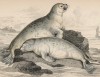 Тюлени (Phoca vitulina (лат.)), обнаруженные знаменитым господином Кювье на берегу Франции (лист 3 тома VI "Библиотеки натуралиста" Вильяма Жардина, изданного в Эдинбурге в 1843 году)