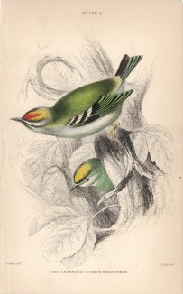 Желтоголовый королёк (Regulus regulus (лат.)) (лист 8 тома XXV "Библиотеки натуралиста" Вильяма Жардина, изданного в Эдинбурге в 1839 году)