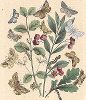 Бабочки семейства пядениц и медведиц. "Книга бабочек" Фридриха Берге, Штутгарт, 1870. 