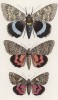 Бабочки рода Catocala: Fraxini (1), Nupta (2) и Sponsa (3) (лат.) (лист 75)