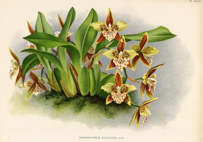 Орхидея ODONTOGLOSSUM MACULATUM (лат.) (лист DXLIII Lindenia Iconographie des Orchidées - обширнейшей в истории иконографии орхидей. Брюссель, 1896)