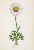 Хризантема альпийская (Chrysanthemum alpinum (лат.)) (лист 223 известной работы Йозефа Карла Вебера "Растения Альп", изданной в Мюнхене в 1872 году)