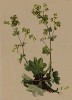 Манжетка голая (Alchemilla glabra (лат.)) (из Atlas der Alpenflora. Дрезден. 1897 год. Том III. Лист 230)