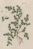 Грыжовник (метла, кильная трава, собачье мыло, полевое мыльце) (Herniaria (лат.)). В народной медицине используется как мочегонное (лист 320 "Гербария" Элизабет Блеквелл, изданного в Нюрнберге в 1757 году)