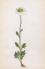 Пупавка горная (Anthemis montana (лат.)) (лист 219 известной работы Йозефа Карла Вебера "Растения Альп", изданной в Мюнхене в 1872 году)