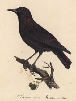 Чёрный скворец (Sturnus unicolor (лат.)) (лист из альбома литографий "Галерея птиц... королевского сада", изданного в Париже в 1822 году)