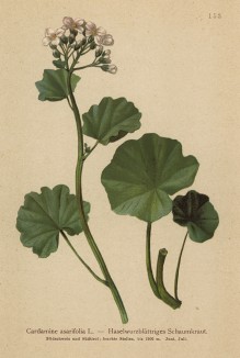 Сердечник копытенелистный (из Atlas der Alpenflora. Дрезден. 1897 год. Том II. Лист 153)