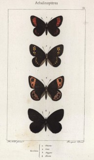 Бабочки рода Erebia (чернушки) Pharte (1), Ceto (2), Stygne (3), Alecto (4) (лат.) (лист 35)