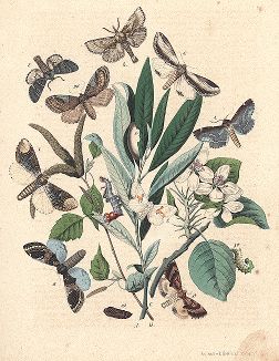 Бабочки семейства хохлаток. "Книга бабочек" Фридриха Берге, Штутгарт, 1870. 